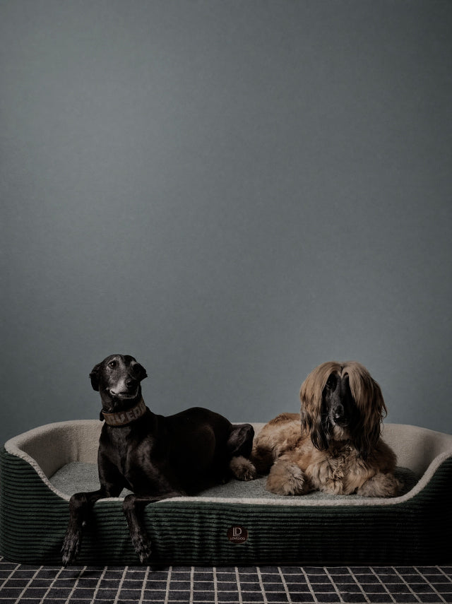 for the love of dog